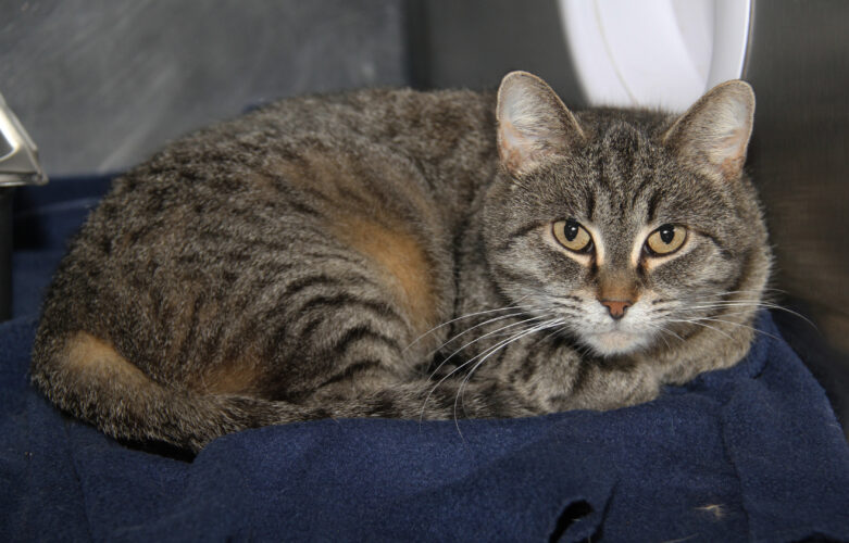 Adopt-a-pet: Miss Daisy